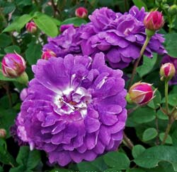 Rose 'Cardinal de Richelieu'